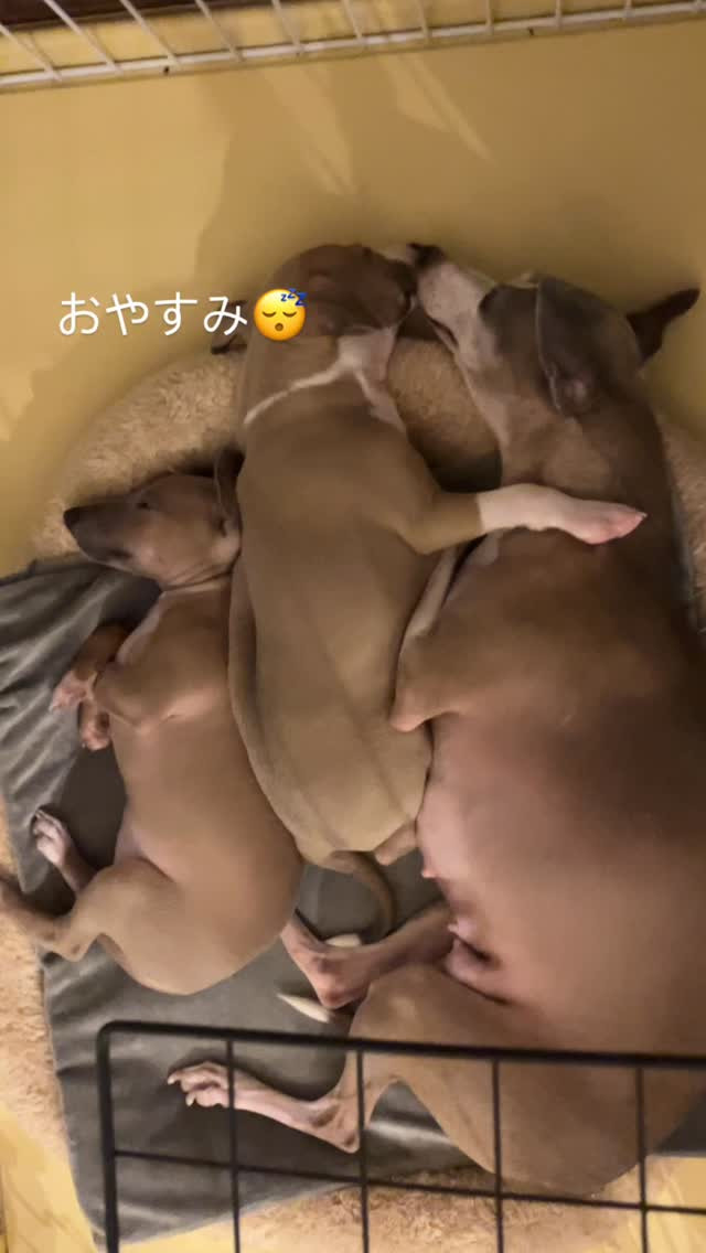 可愛い(о´∀`о)💕