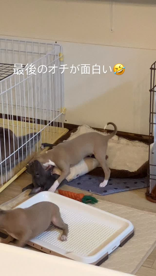 最後が面白い(о´∀`о)💦