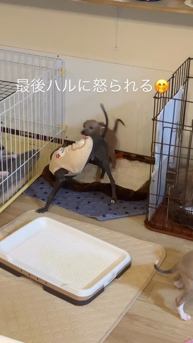 寝る前にみんなでお遊びタイム☺️