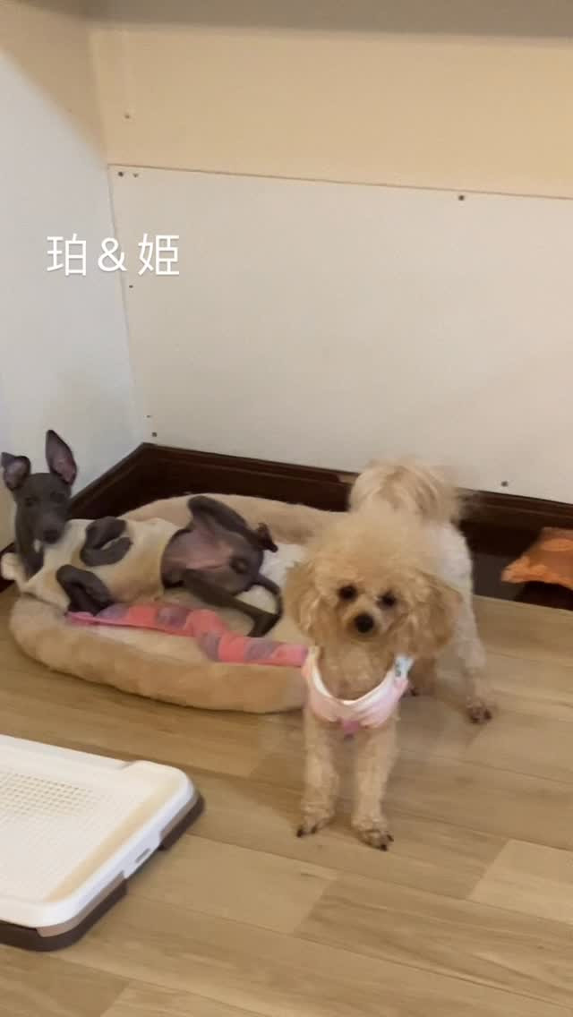 珀くん我が家にすっかりなれて、キッズのお世話もしてくれて、今...