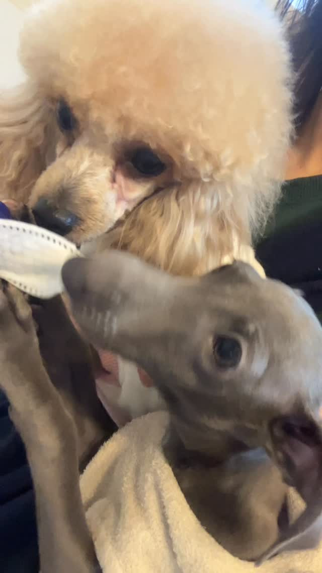 珀歯磨きとっても上手(о´∀`о)