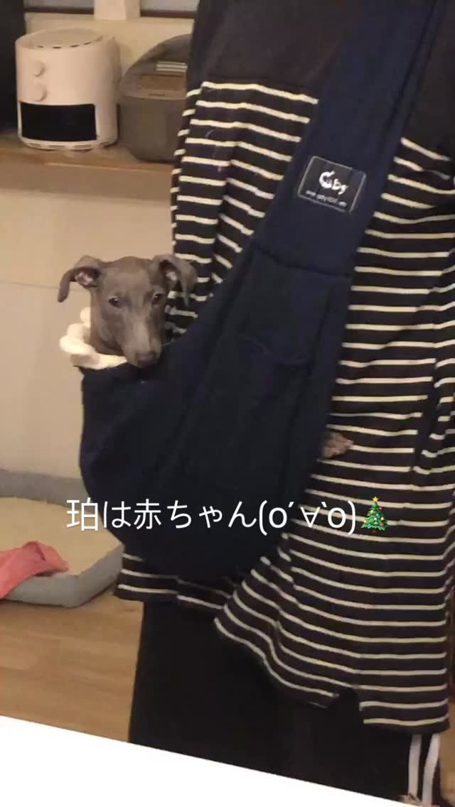 すぐ抱っこして〜って言うので、抱っこ紐に入れてゆらゆら☺️