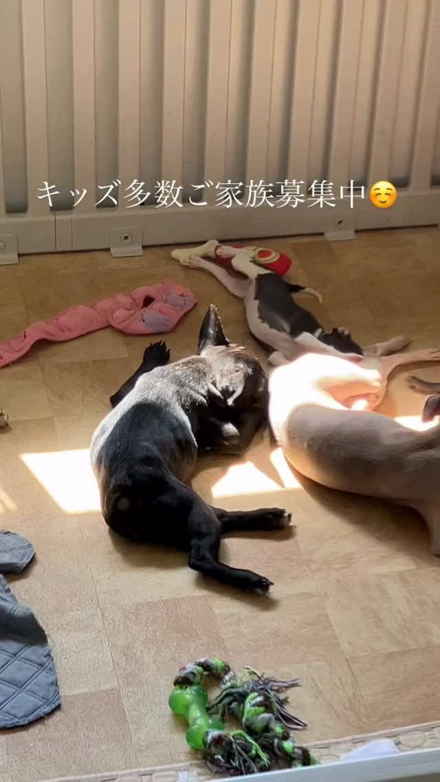 フレンチ🐶ポメプー🐶イタグレ🐶タイニー🐶この子の動画欲しい〜...