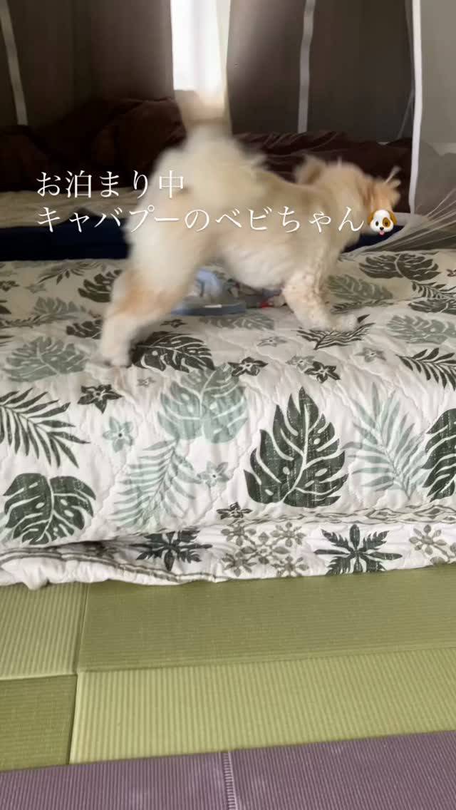 50を過ぎて来ると朝のストレッチほんと大切☺️朝ヨガ🧘‍♀️...