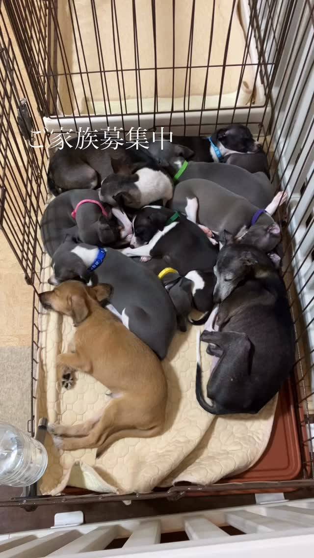 みんな必ずくっついて寝るイタグレ😴