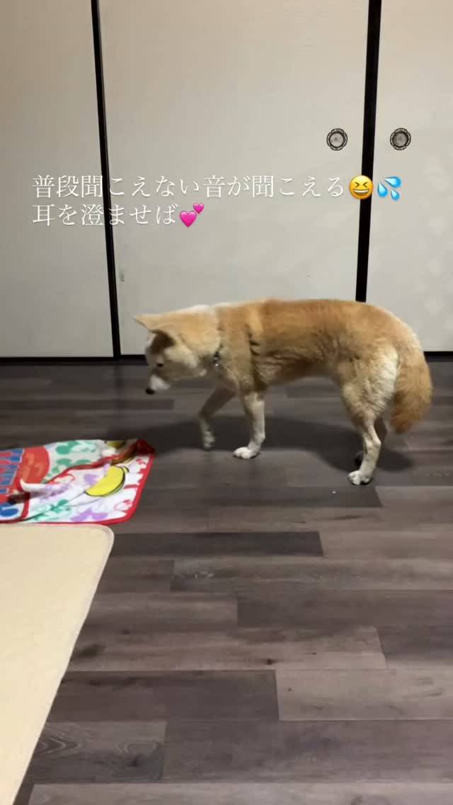 １３歳の柴犬のキンタロウ君🐕