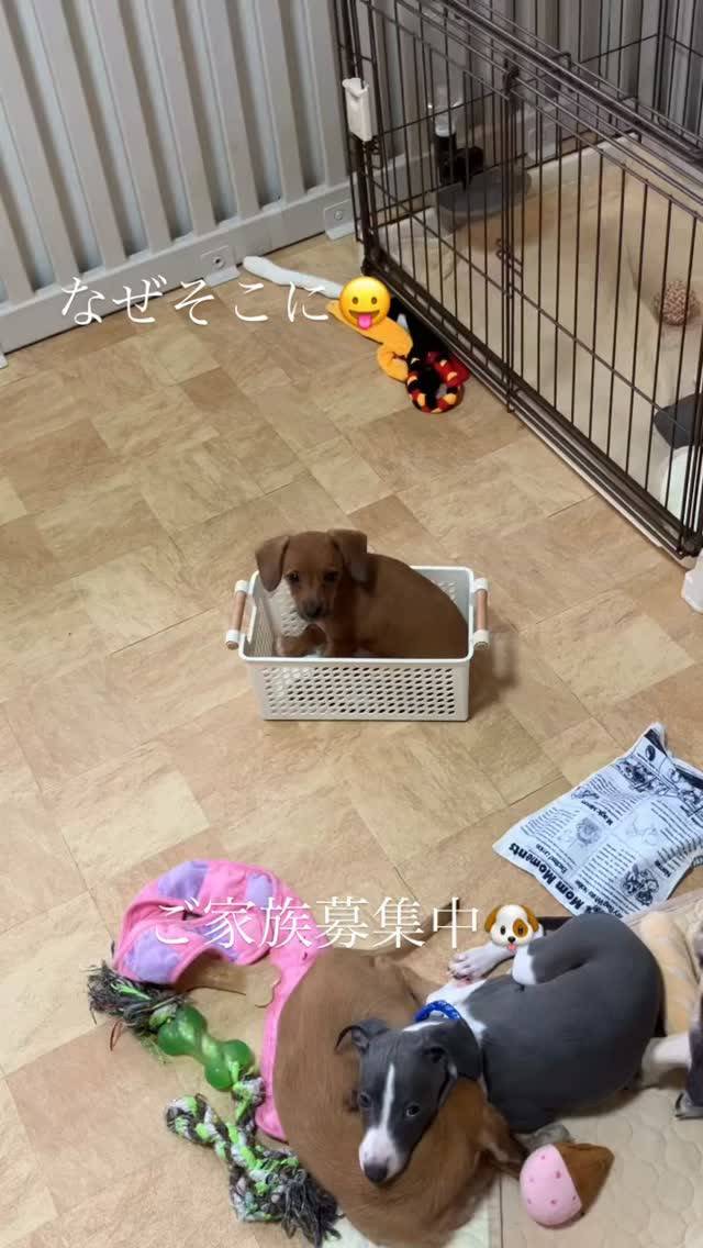落ち着くのかすっぽり入ってくつろぐ☺️