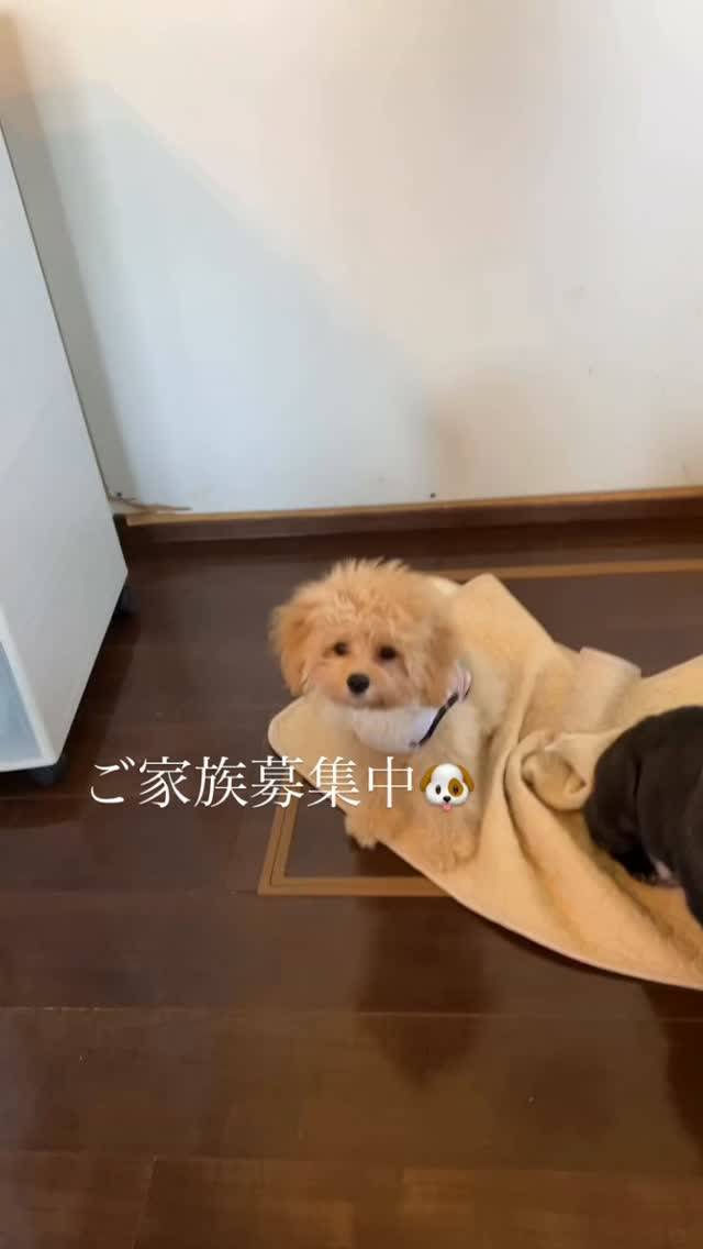 ポメラニアンあんちゃん＆プードルとと君の愛息子❤️ポメプー♂