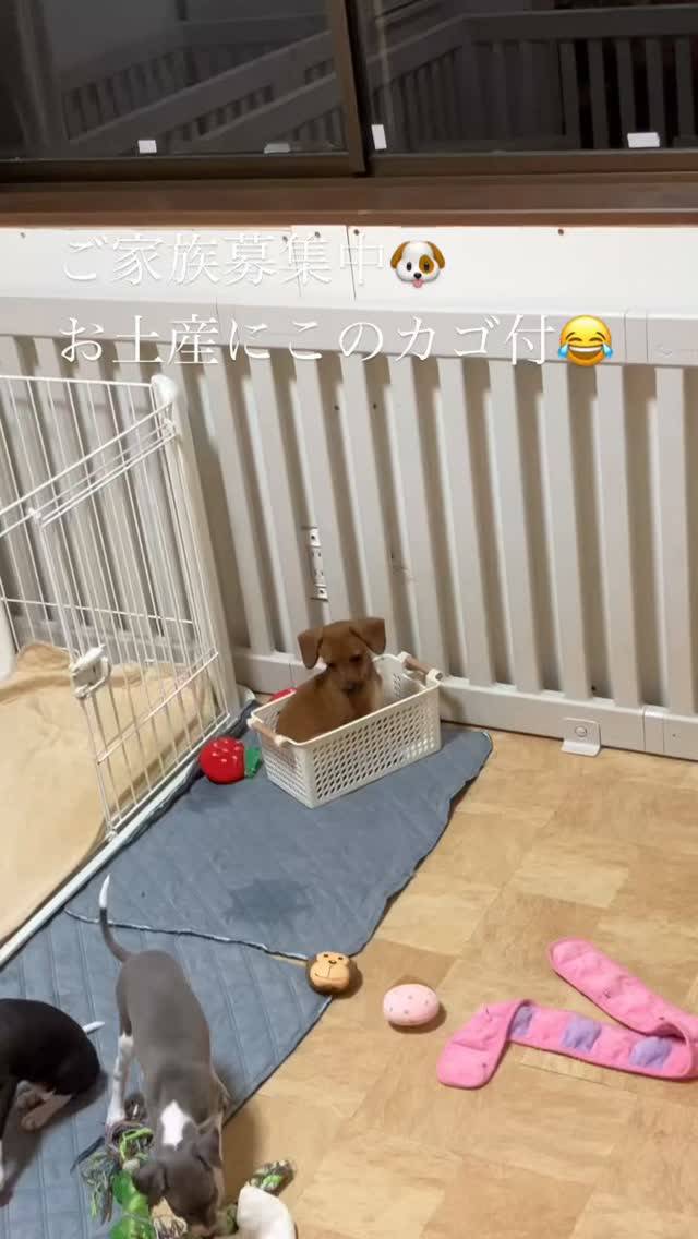 この子はどうもこのカゴがお気に入りで毎日入り込んでる☺️どこ...