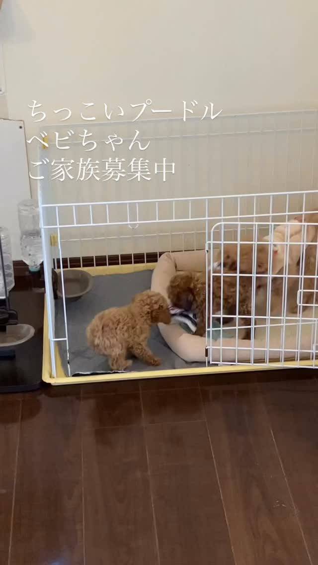 朝からストーリーで呟いたブリーダーの叫び😭皆様から温かいお言...