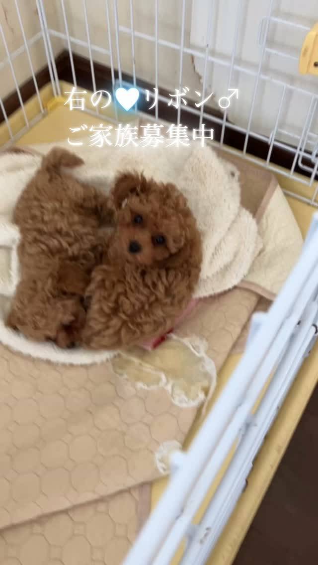 ハル☘️の子ちっこいプードル🐩