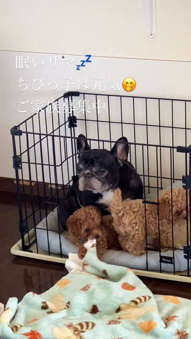 ちっこいプードルご家族募集中🐩