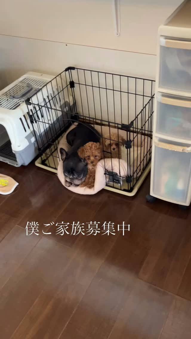 リマの横にちょこんとお座り僕ちゃんご家族募集中です╰(*´︶...