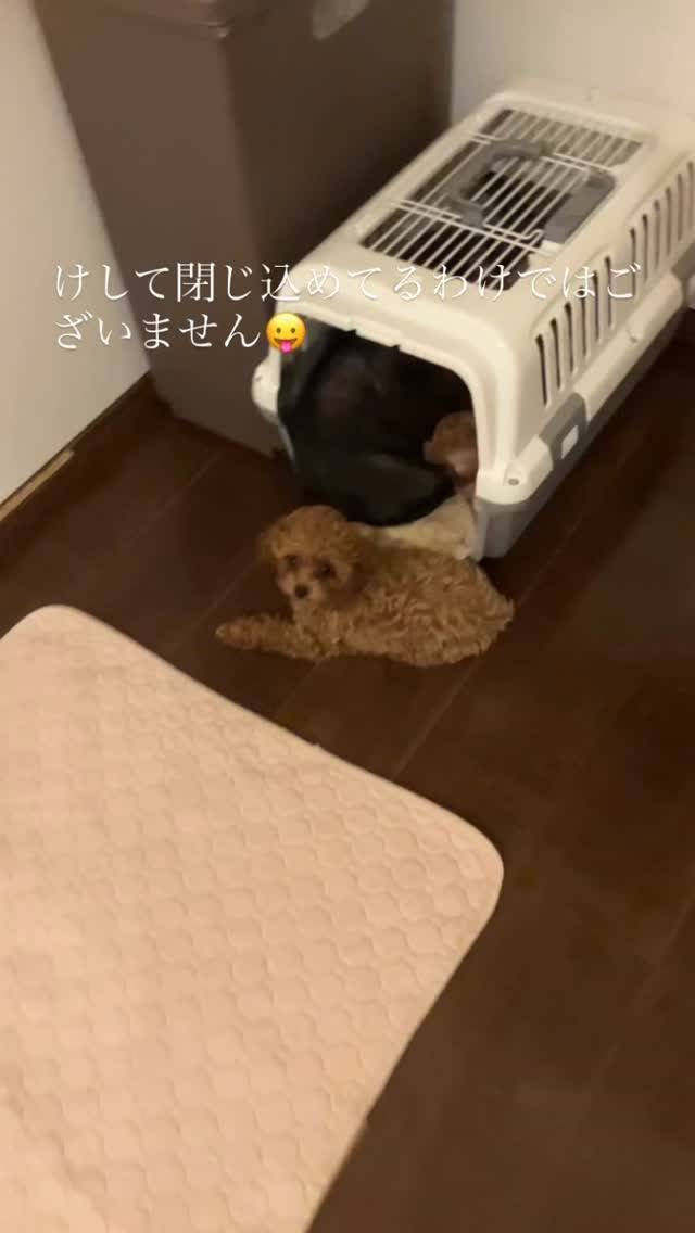 どうしてもフレブルのリマと寝たいちびっ子達が無理やり入って寝...