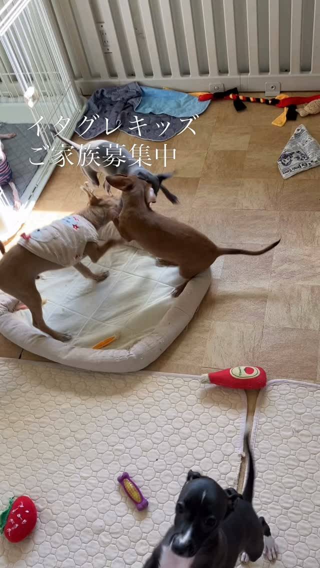 キッズは遊ぶ😛母達は日向ぼっこ💕